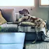 Duncan The Dane - @duncanthedane - TikTok