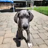 mr. duncs - @duncan.thedane - TikTok