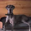 earl_thegreatdane - @earl_thegreatdane - TikTok