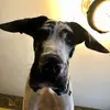 earlthespotteddane - @earlthespotteddane - TikTok