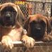 Giant Precious Paws - AKC Dane and English Mastiffs Washington - Facebook