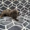 Great Dane English Mastiff - @montanadaniffs - TikTok