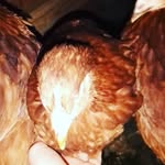 dane fowler - @chicken.breeder - Instagram