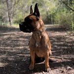 Kite 🪁 The French Bull Dane - @kite.thefrenchbulldane - Instagram