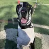 Beanie Boy - @bean_thegoodestdane - TikTok