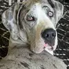 Duke The Goodest Dane - @dukethegoodestdane - TikTok
