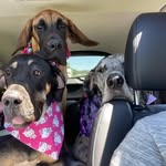 The Goodest Dane Girls (Stella, Marlee, Harper and Stevie) - @the_goodest_dane_girls - Instagram