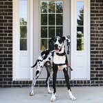 Jack the Dane - @giantjackthedane - Instagram
