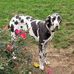 Great Dane Lane - Facebook