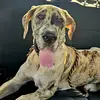 lanethedane - @lane.the.dane - TikTok