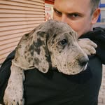 Lindsay the Great Dane - @lindsay.greatdane - Instagram