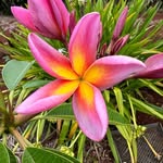 Dane Little plumeria - @danelittleplumeria - Instagram