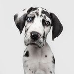 Maddox - @maddox_the_dane - Instagram