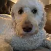 dane.mccarthy15 - @dane.mccarthy15 - TikTok
