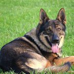 Danetta DC Kennels Comeaux - @danettacomeauxdc - Instagram