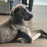 Miles The Rescued Dane - @milestherescueddane - Instagram