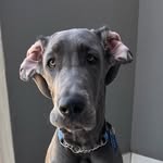 Cash Money | Blue Great Dane - @cashmoneythegreatdane - Instagram
