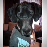 Murdock - @murdockthedane - Instagram