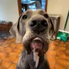 Murray The Dane - @murray_the_dane - TikTok