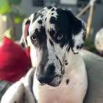 Nash, Barley & Ollie - @nashville_dane - Instagram
