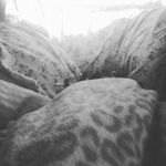 danenorman - @dane_norman - Instagram