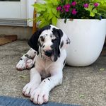@great_dane_norman - Instagram
