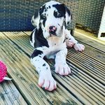 🐾Norman - @norman.the.harli.dane - Instagram