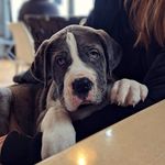 Norman - @norman_the_saint_dane - Instagram