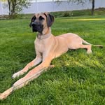 Pearl Noel - @pearl_that_dane - Instagram