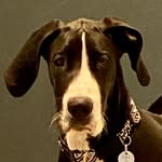 Dane Piper Hamilton - @wisdom.of.playing.with.piper - Instagram