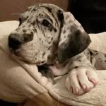Piper - @danepiper.thegreat - Instagram