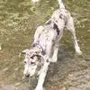 Piper - @piper_the_great_dane - TikTok