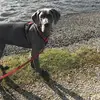 Piper❤️ - @piper_the_greatdane - TikTok
