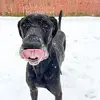 Piper - @piperthedane - TikTok