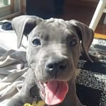 Piper the greatest dane - @greatestdanepiper - Instagram