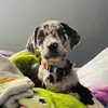 pipergreatdane - @pipergreatdane - TikTok
