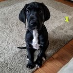 Porter AKA Homeboy - @porter_the_dane - Instagram