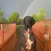 Porter the Dane - @porter_the_dane - TikTok