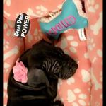 @great_dane_power_lola - Instagram