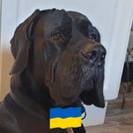 Juliane Fro - @ares_great_dane_power - Instagram