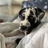 abbyplum123 - @quinnthegreatdane - TikTok
