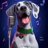 Harley Quinn the Great Dane - @harleyquinnthegreatdane - TikTok