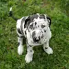 Quinn - @that.dane.quinn - TikTok
