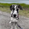 Quinn the Dane - @quinn.the.dane - TikTok