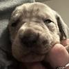 Reece - @reecethegreatdane - TikTok