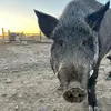 danerobertson - @danerobertson - TikTok