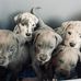 AKC Great Dane Gentle Giant Puppies-Robinson IL. - Facebook