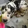 DaneLifeWithRome - @danelifewithrome - TikTok