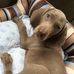 Dane Russo - Facebook