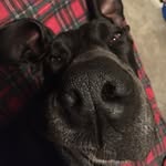Sampson - @sampson.the.great_dane - Instagram